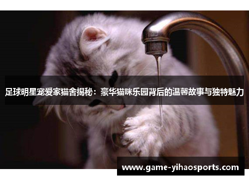 足球明星宠爱家猫舍揭秘:豪华猫咪乐园背后的温馨故事与独特魅力 足球明星宠爱家猫舍揭秘:豪华猫咪乐园背后的温馨故事与独特魅力